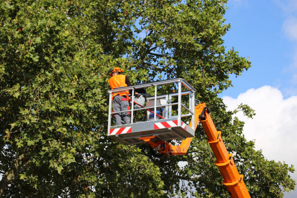 Best Tree Trimming and Pruning  in Doolittle, TX