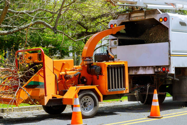 Tree and Shrub Care in Doolittle, TX