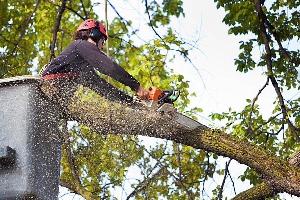 Best Arborist Consultation Services  in Doolittle, TX